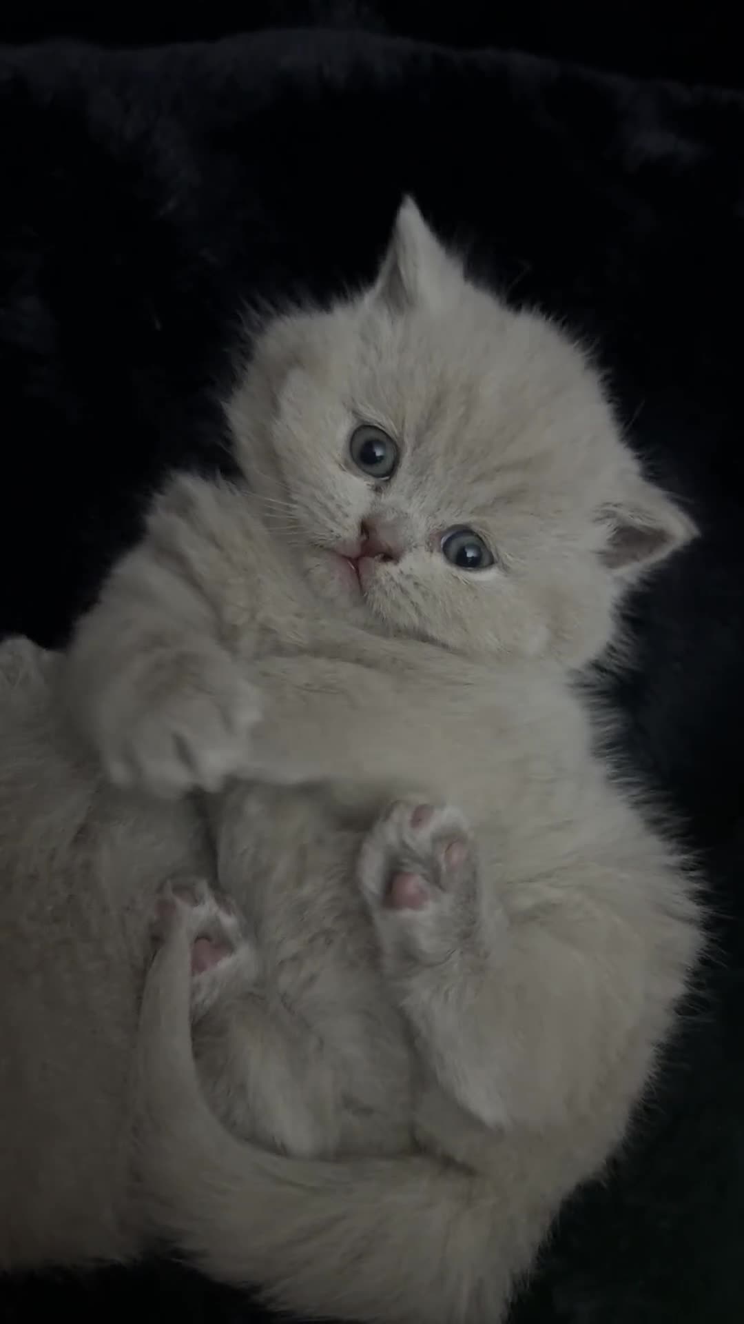 British Shorthair cats for sale: Beautiful Lilac British Shorthaired Kittens - Video 2