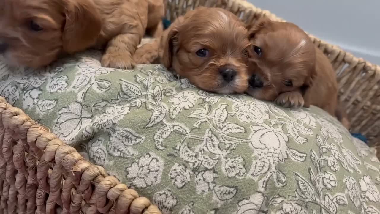 Cavalier King Charles Spaniel dogs for sale: 6 Ruby KC reg cavalier puppies  - Video 1