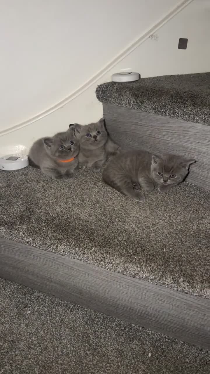 British Shorthair cats for sale: 3 male British Shorthairs - Video 3