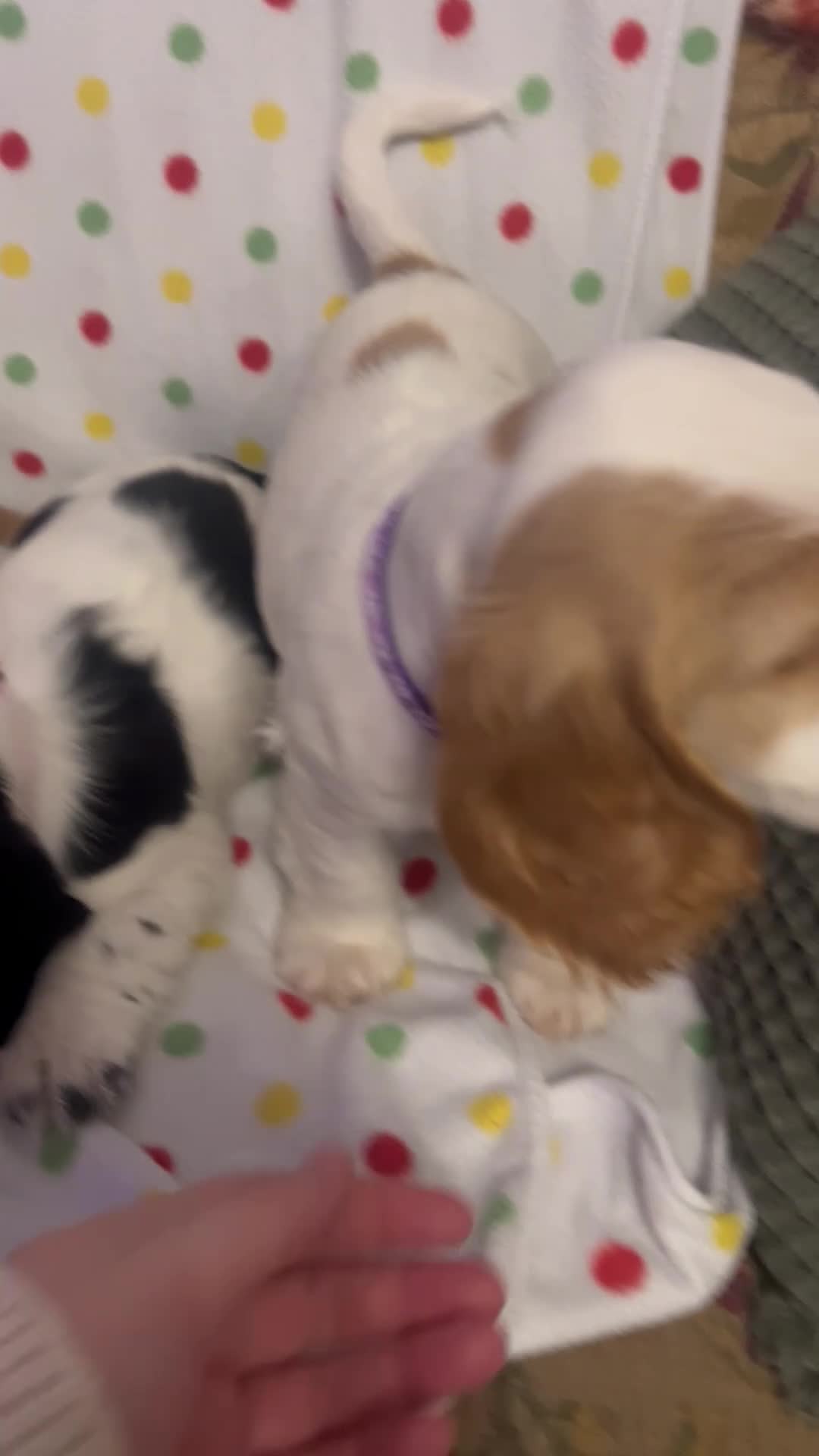 Cocker Spaniel dogs for sale: Show cocker spaniels  - Video 2