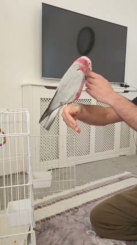 Cockatoo birds for sale: DNA Male Galah Cockatoo  in Bolton - Video 2