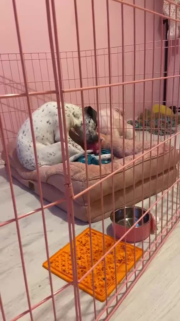 Mixed Breed dogs for sale: Cockerbull x staff Rehoming  in London - Video 3