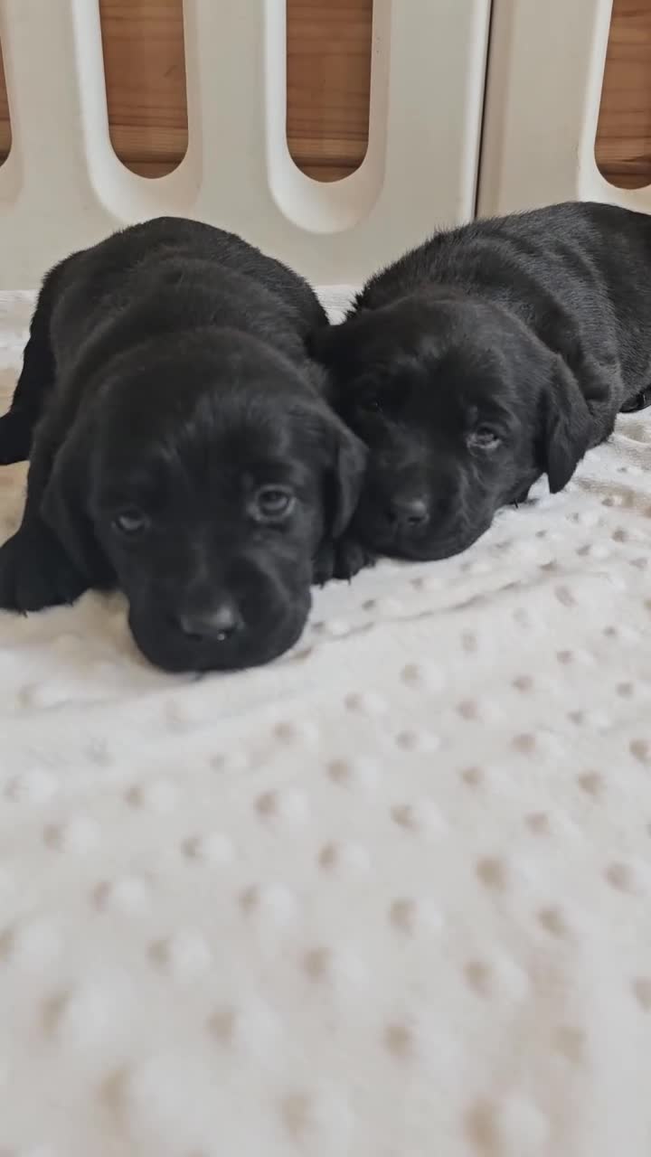 Labrador Retriever dogs for sale: 7 STUNNING BLACK LABRADOR PUPPIES - Video 2