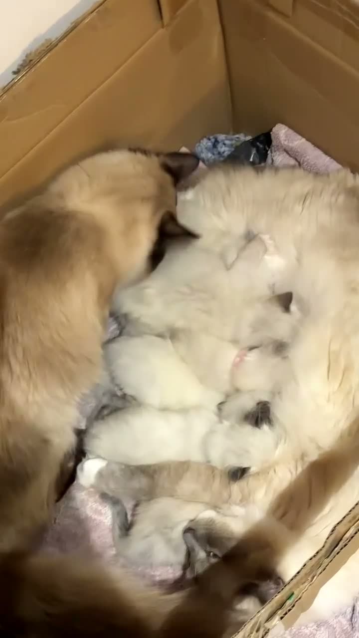 Ragdoll cats for sale: Ragdoll kittens looking for their forever home 💗 - Video 1