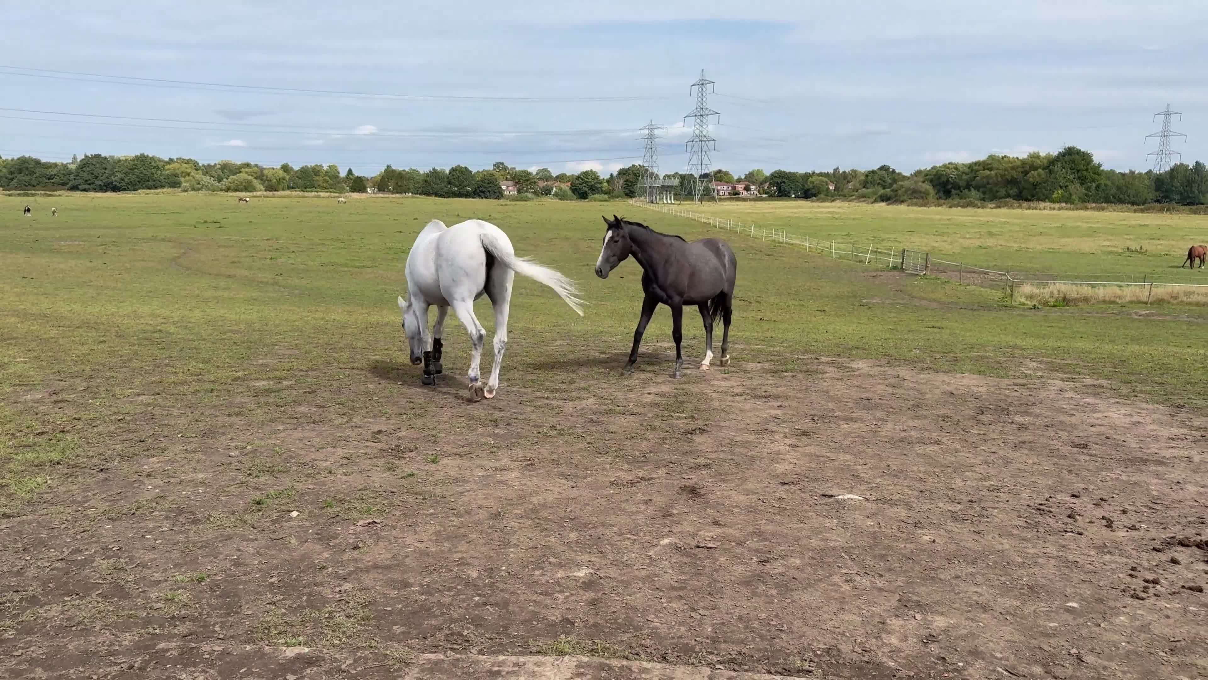 English Warmblood horses for sale: Beautiful rising 3 year old - Video 2