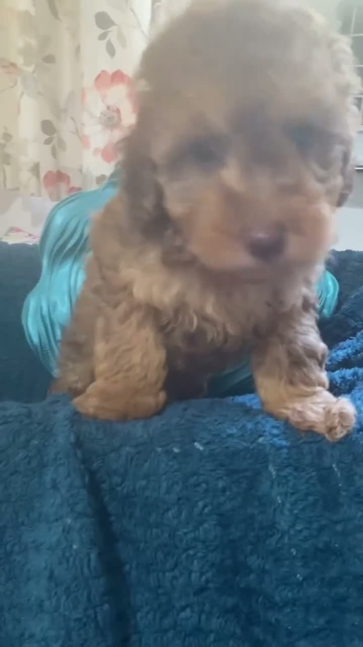 Toy Poodle dogs for sale: Beautiful red toy poodle puppies  - Video 1