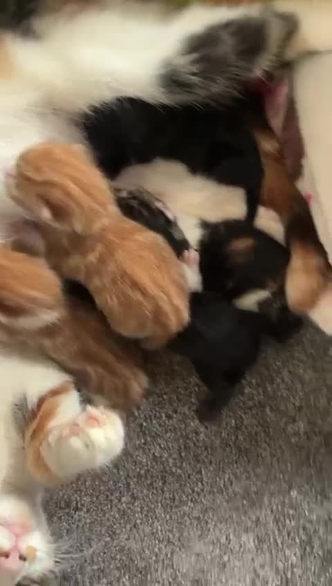 Mixed Breed cats for sale: Cute, Cuddly Kittens 💝 - Video 2