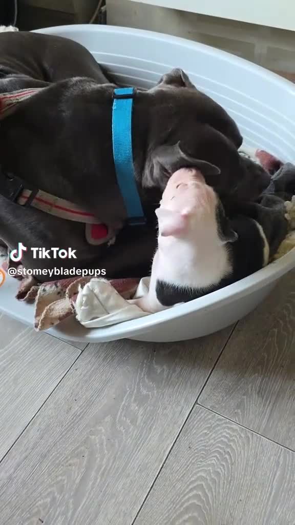 Mixed Breed dogs for sale:  Bully puppies  in Coventry - Video 5