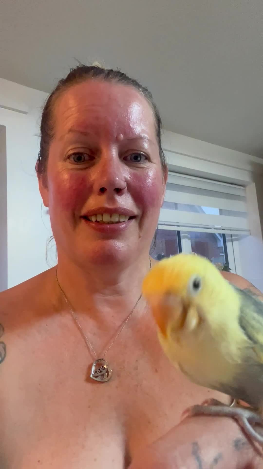 Lovebirds birds for sale: Love birds  in Alcester - Video 2