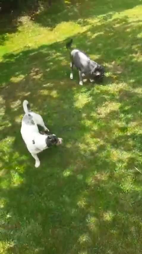 Mixed Breed dogs for sale: Chinese crossed cross merle jack russel - Video 1