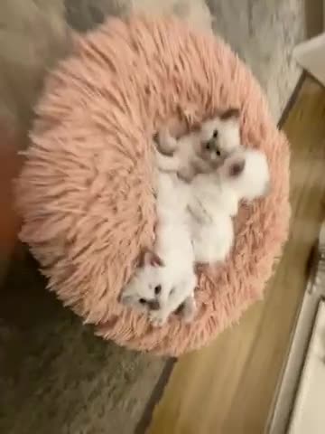 Ragdoll cats for sale: Rag doll kittens  - Video 2