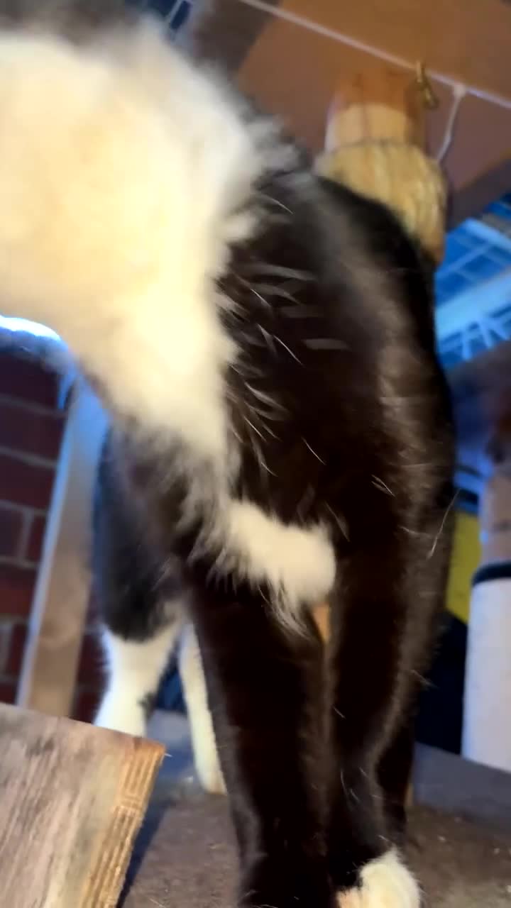 Domestic Shorthair cats for sale: Rescue cats- 60 in total, kittens/ adults🧡🙏 - Video 4