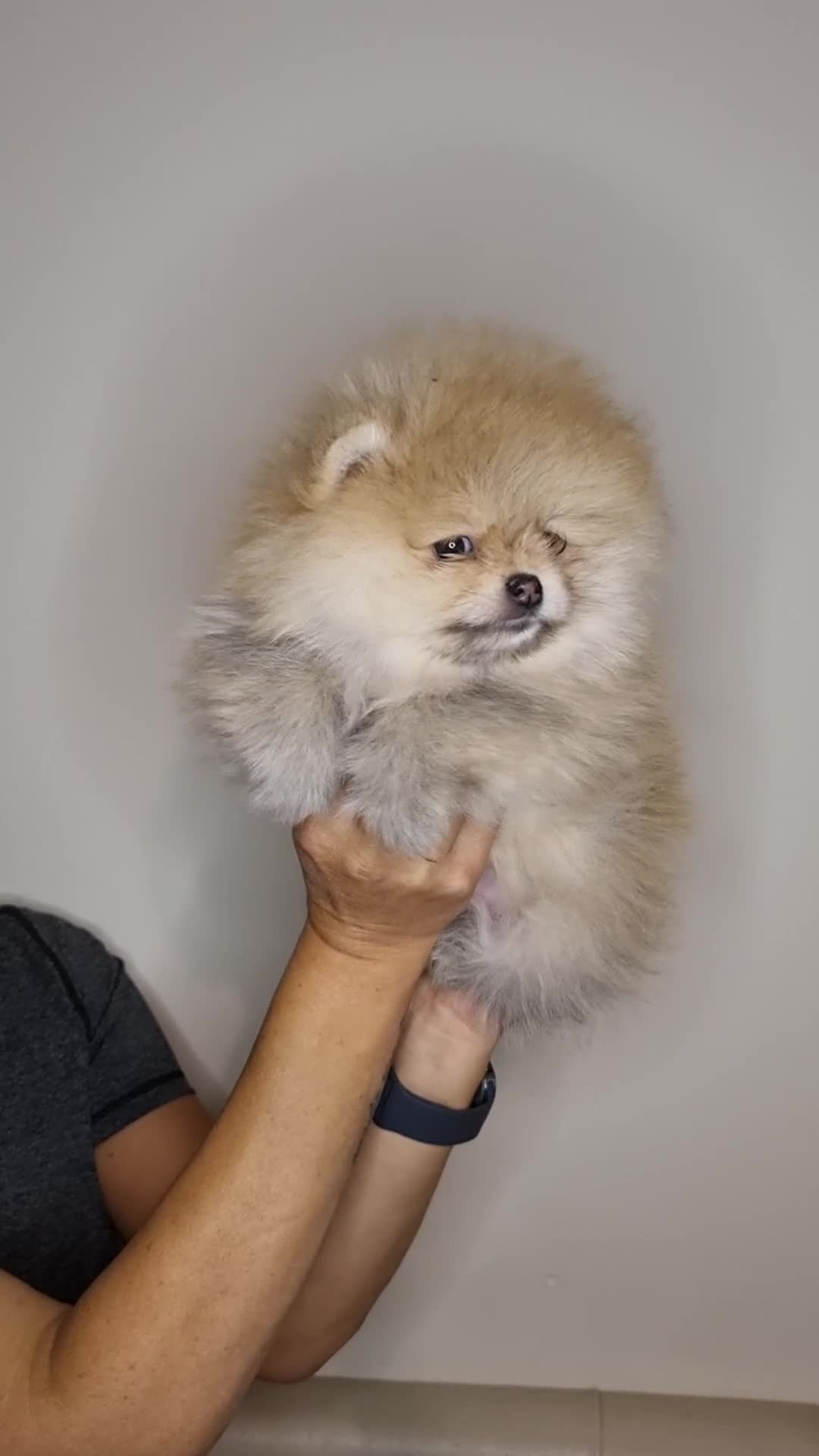 Pomeranian dogs for sale: CHAMPION BLOODLINE 3 female 1 male - Video 3