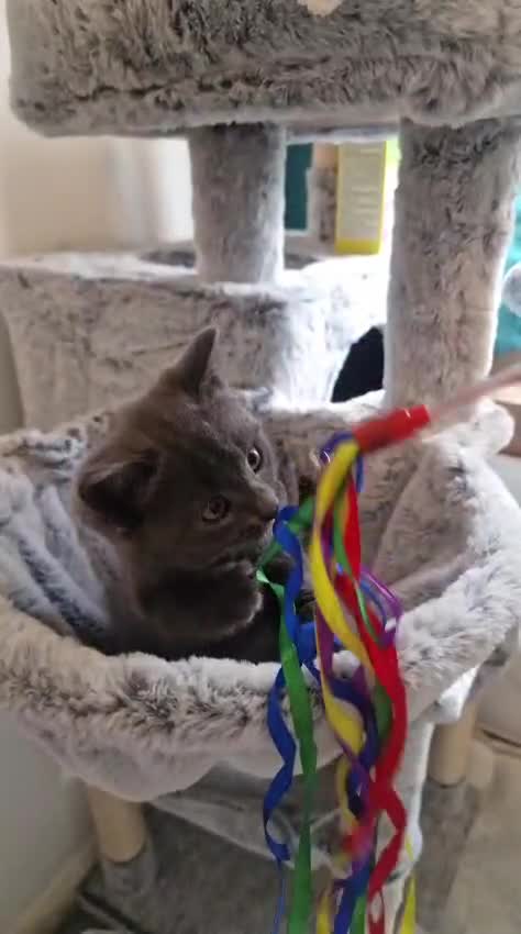 Mixed Breed cats for sale: 3 beautiful male kittens in Nottingham - Video 3