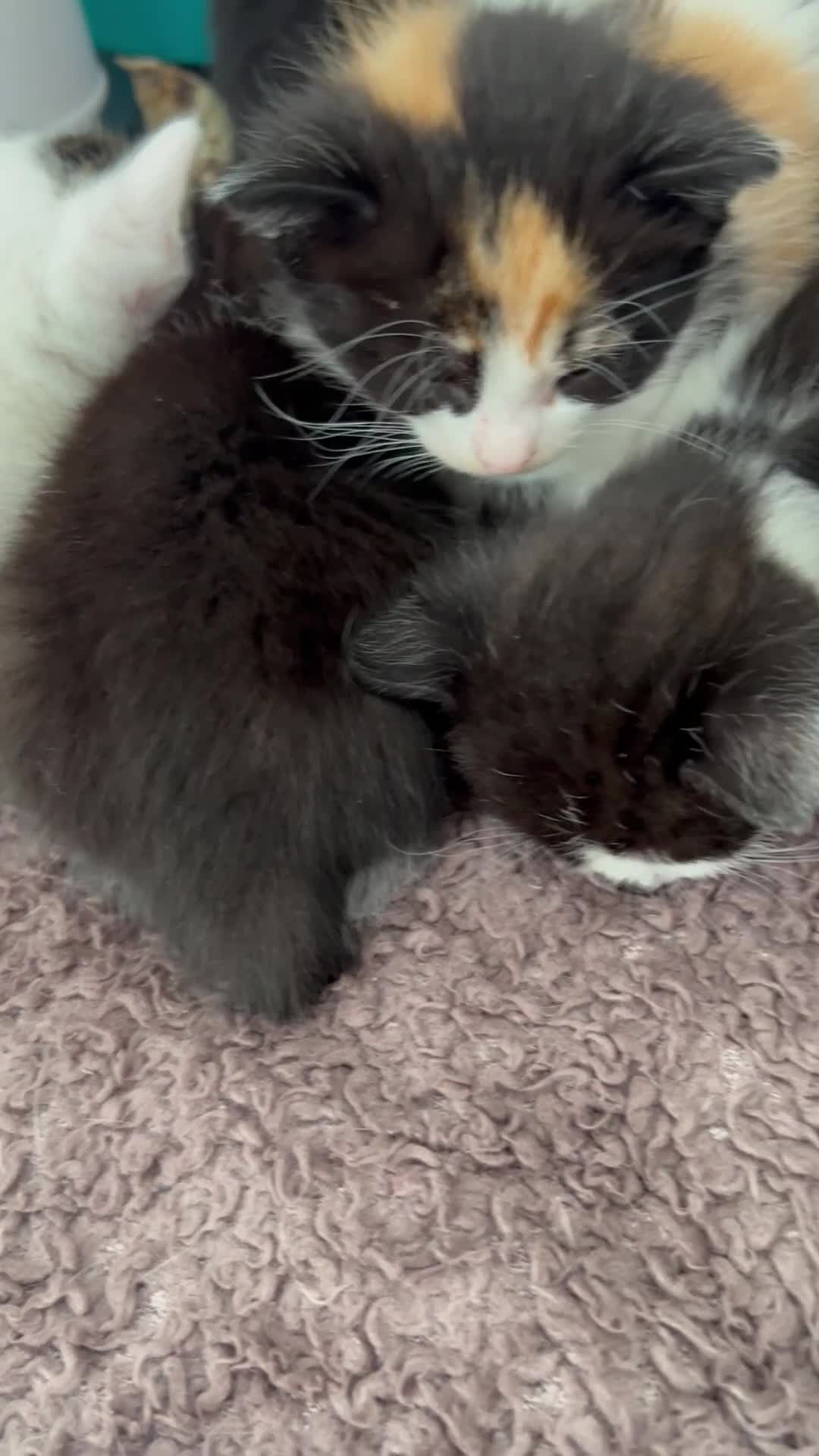 Mixed Breed cats for sale: CLEMMIE’S CUTIES  - Video 2