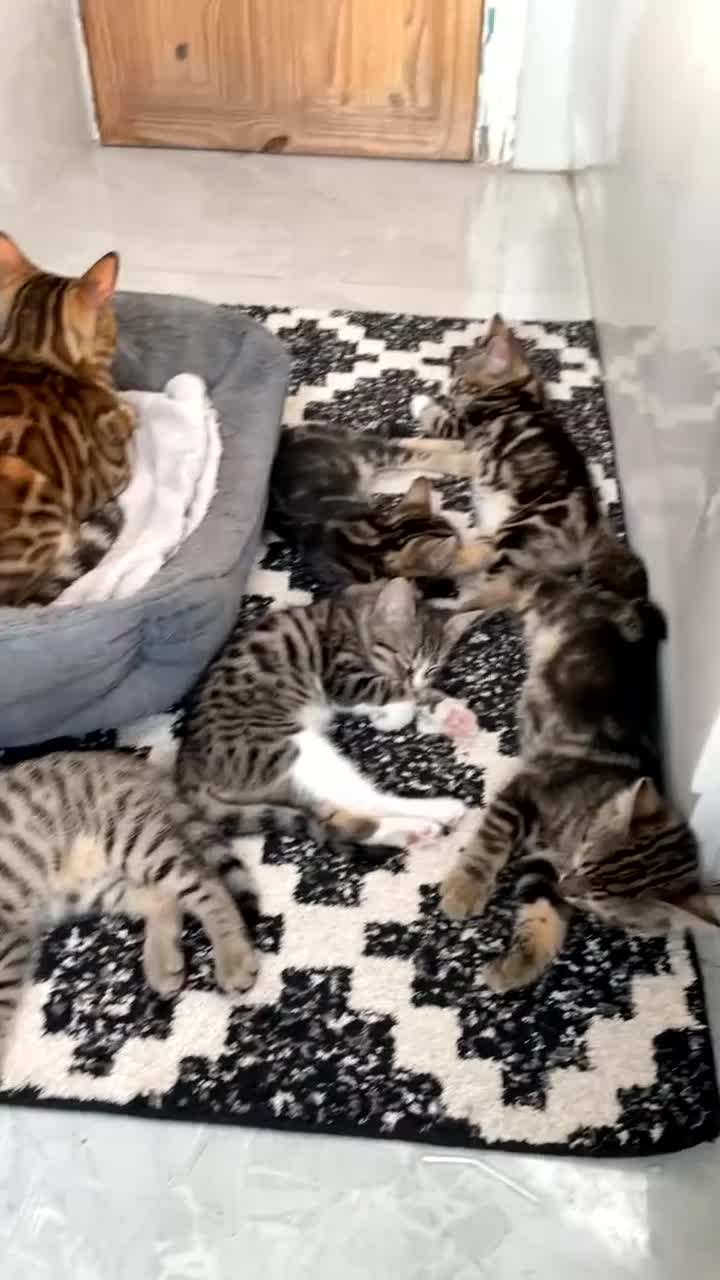 Mixed Breed cats for sale: KITTENS FOR SALE SOUTH LONDON - Video 4