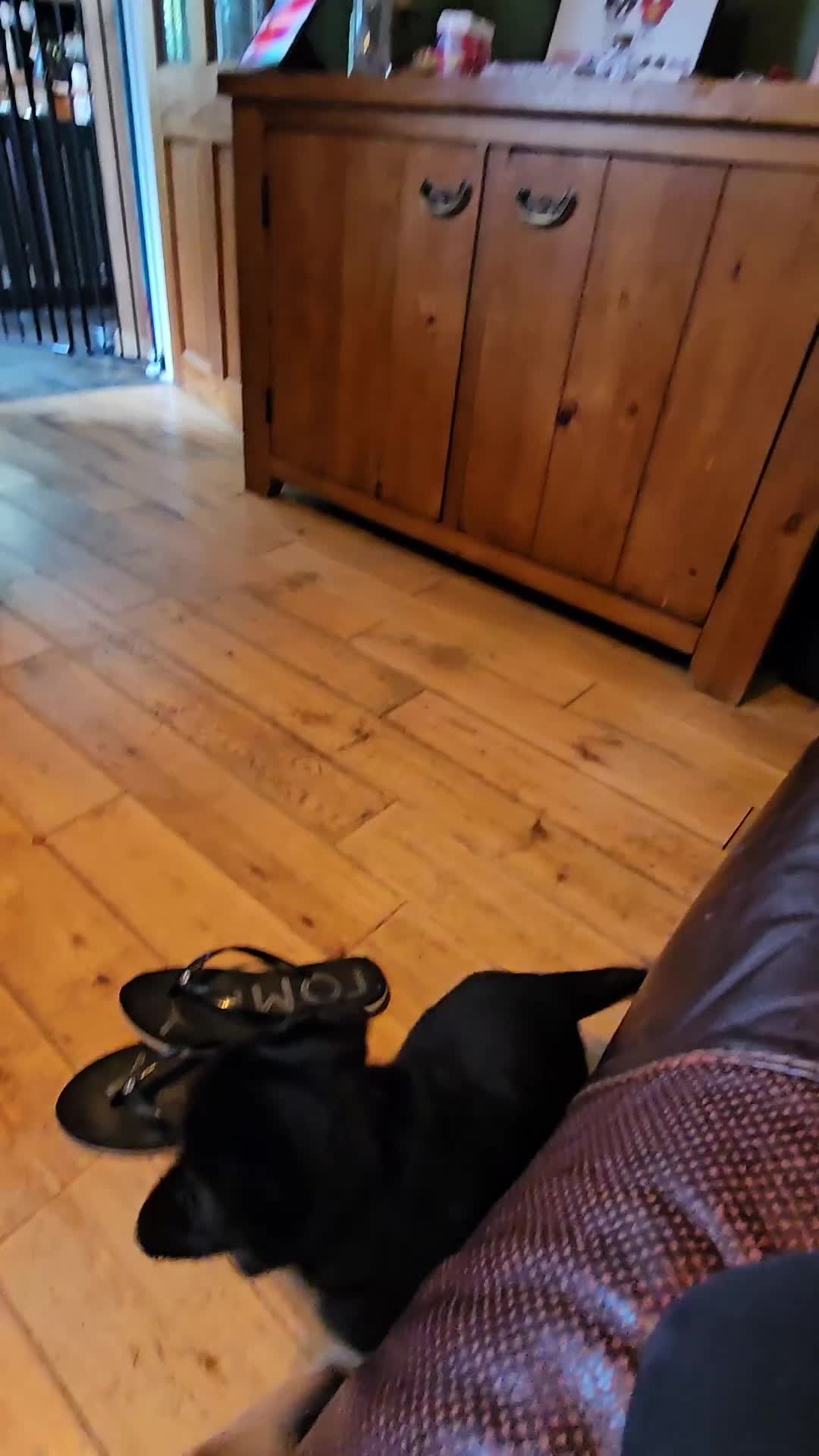 Rottweiler dogs for sale: Rottweiler Puppies in Great Yarmouth - Video 3