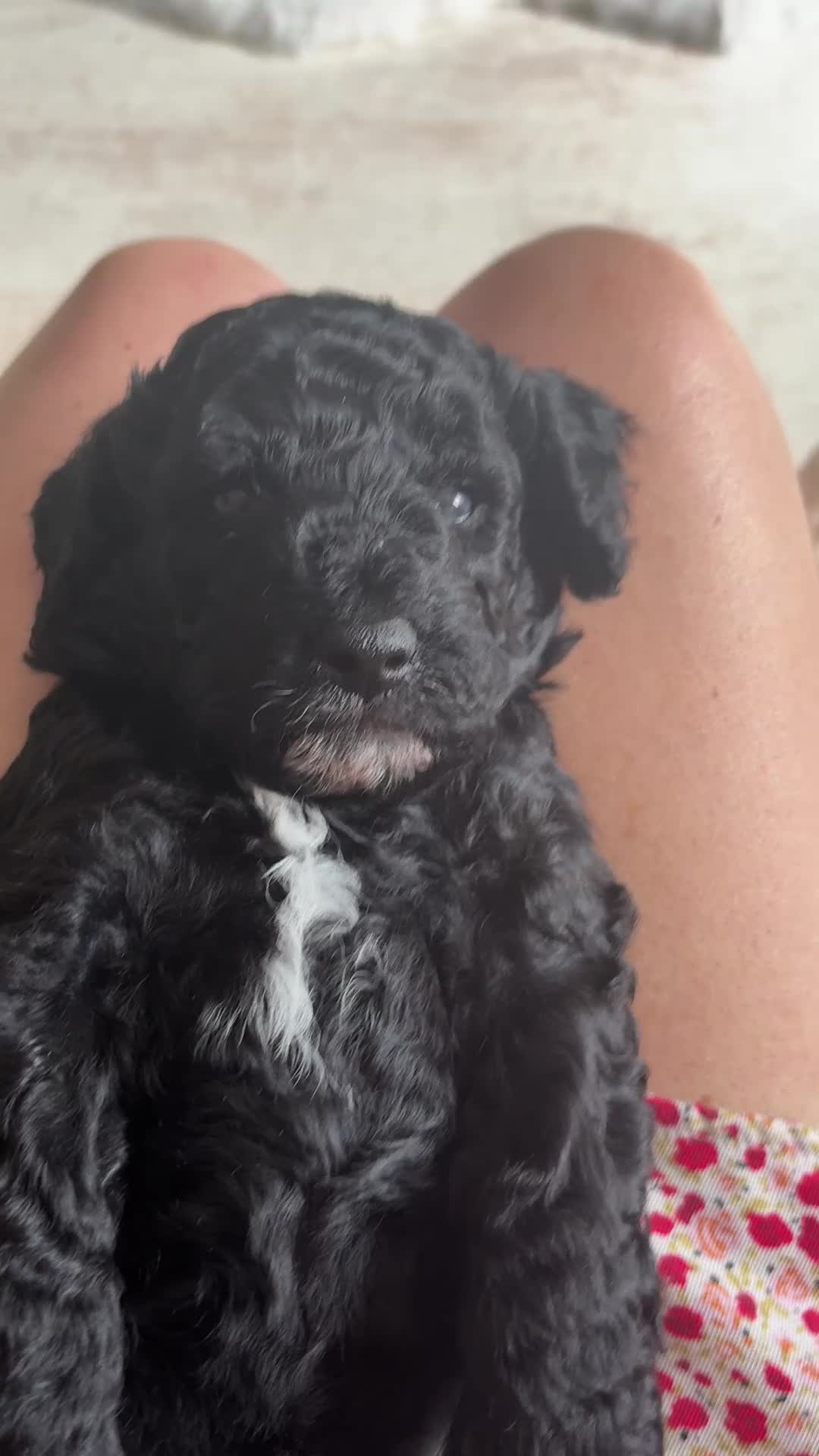 Cockapoo dogs for sale: Real life Teddy Bears! F1B cockapoo miniature - Video 4