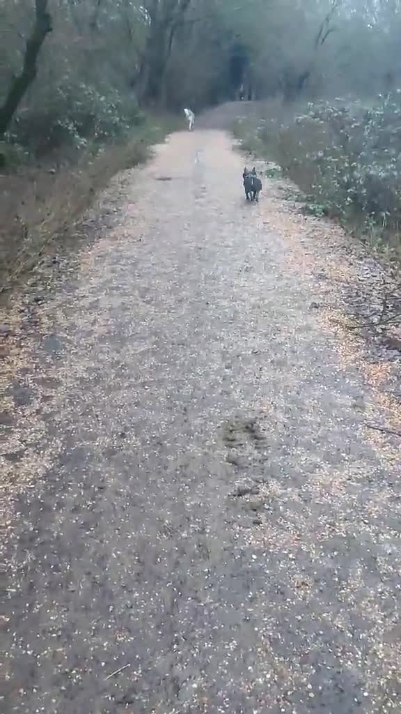 French Bulldog dogs for adoption: Super friendly Lola for adoption  - Video 2