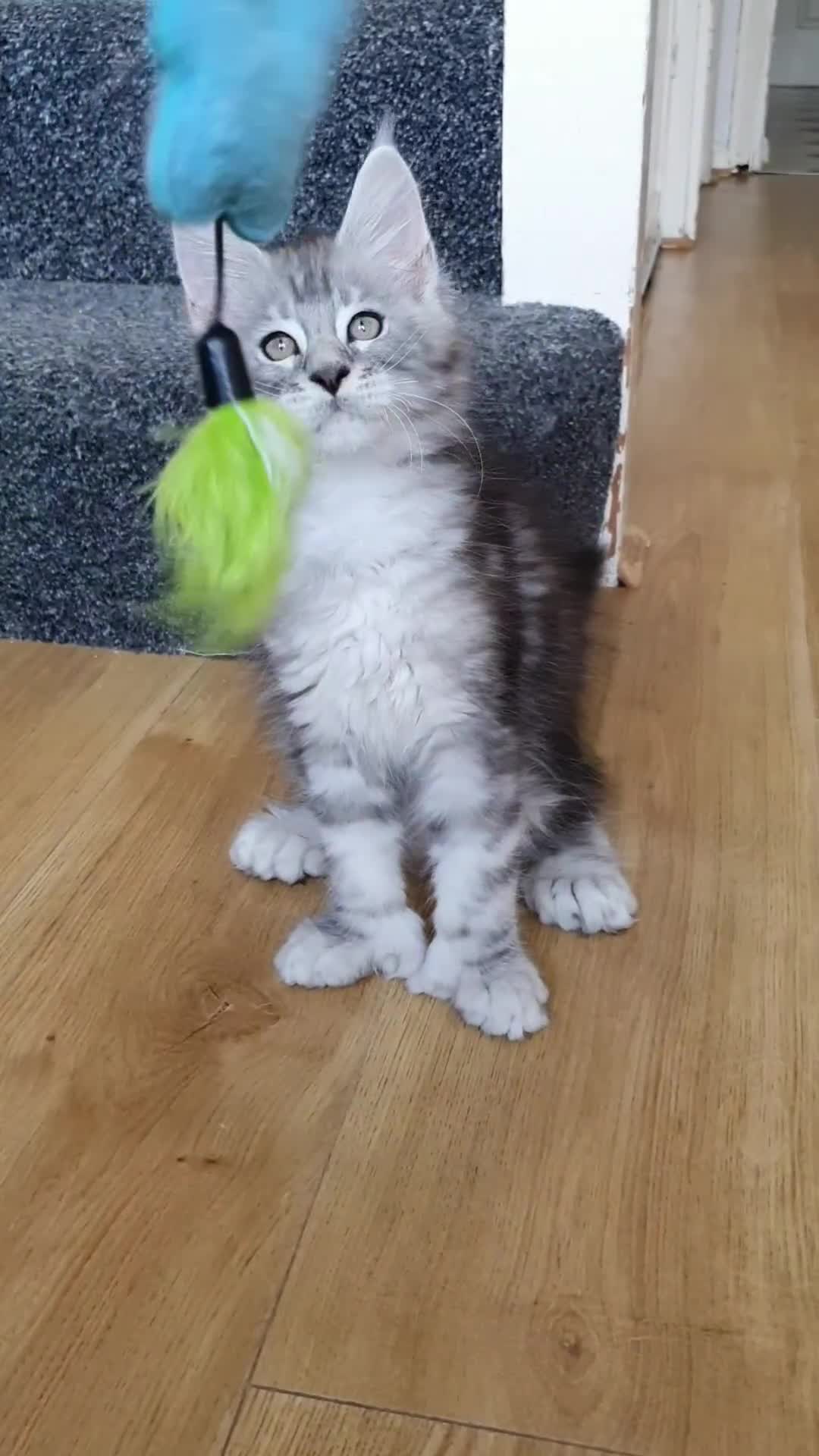 Maine Coon cats for sale: pure reg maine coon kittens - Video 4