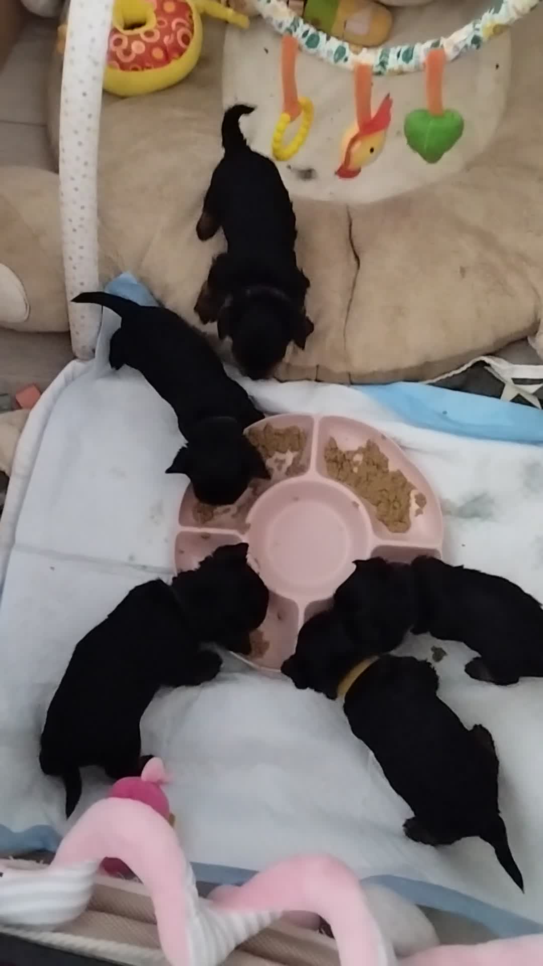 Yorkshire Terrier dogs for sale: 💝💝Beautiful miniature babies 💝💝 - Video 2