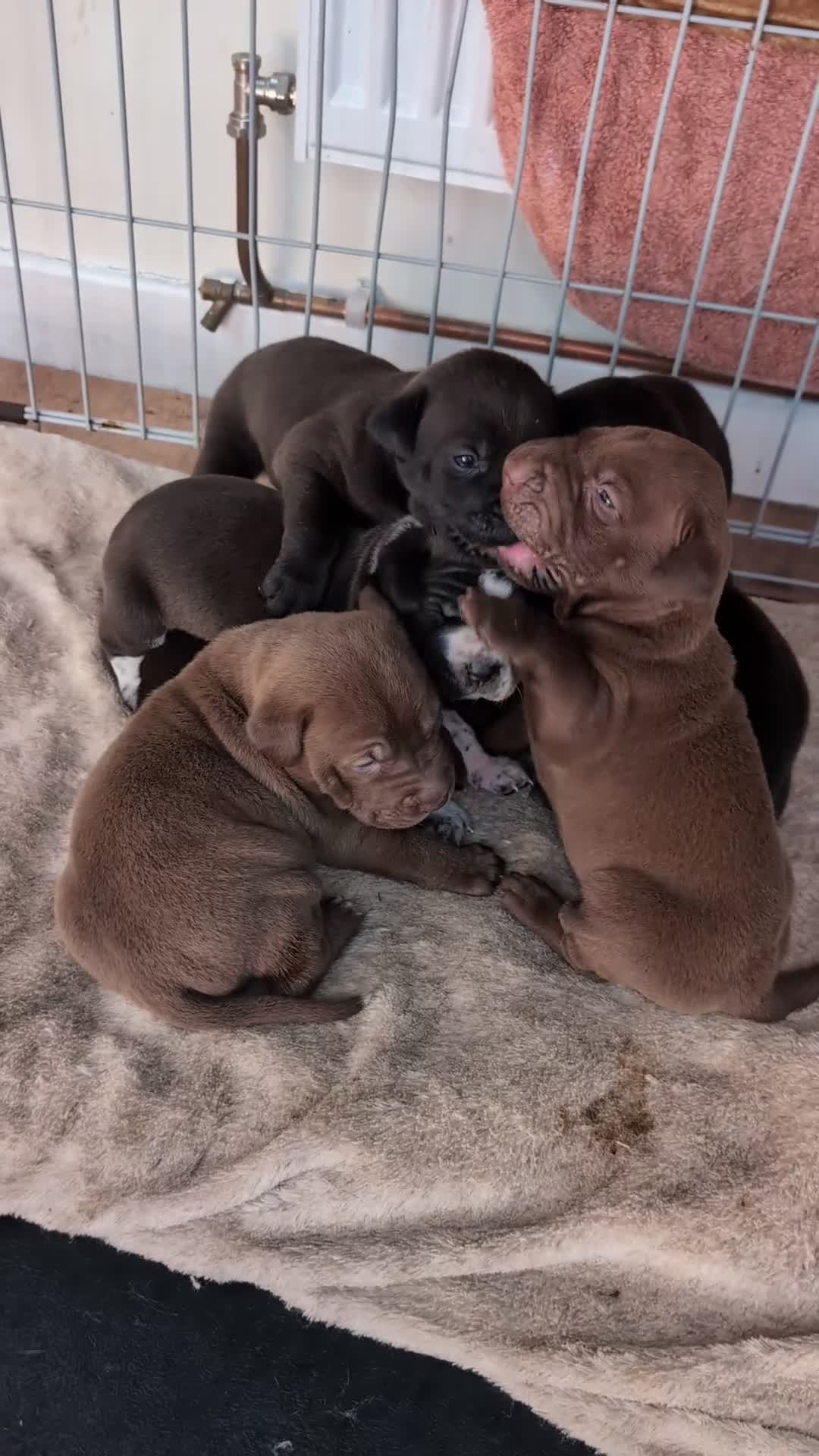 Mixed Breed dogs for sale: Beautiful dogs needing forever home  - Video 1
