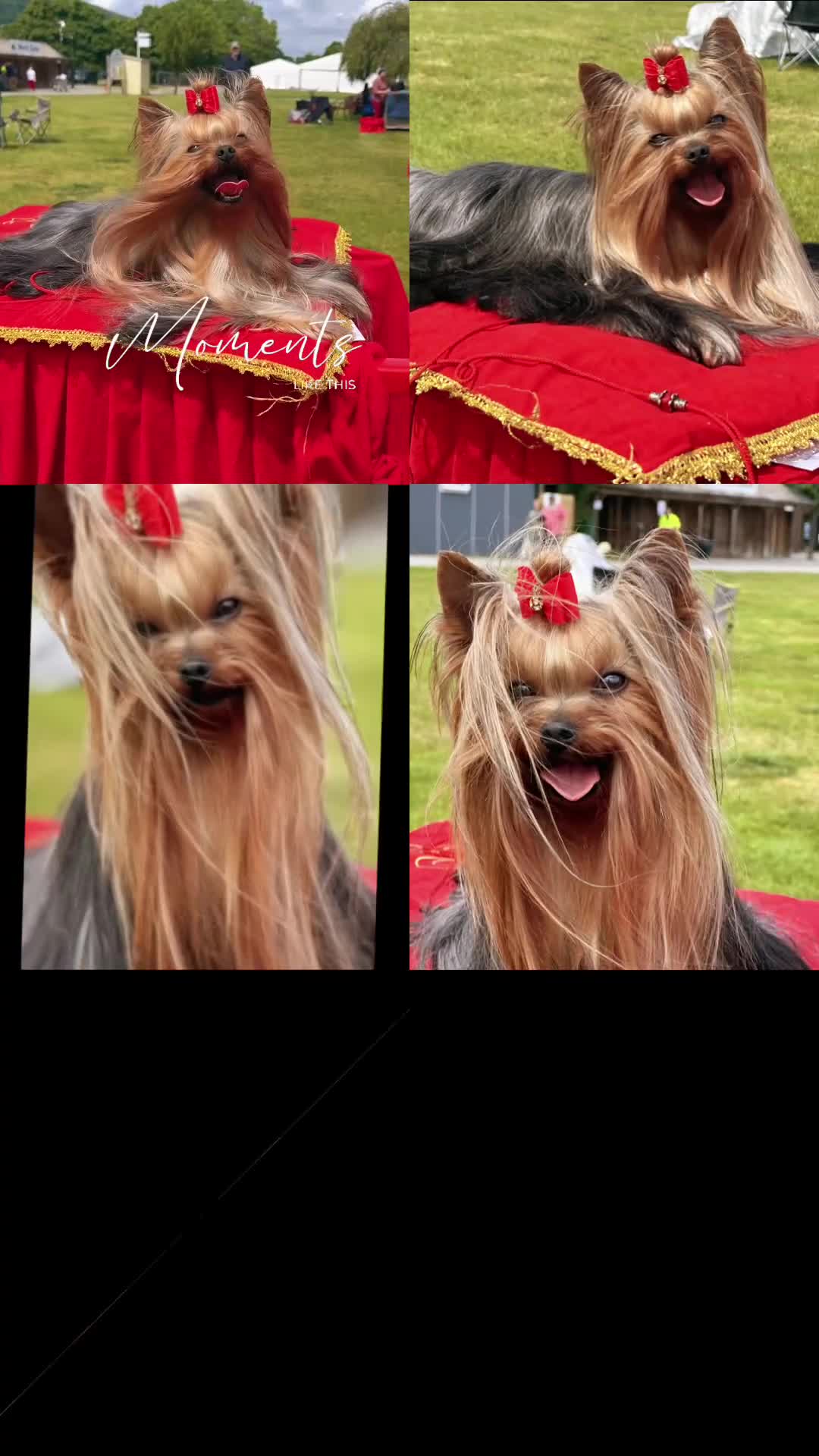 Yorkshire Terrier dogs for stud: KC REG UK Champion 🏆Yorkshire terrier for STUD - Video 1