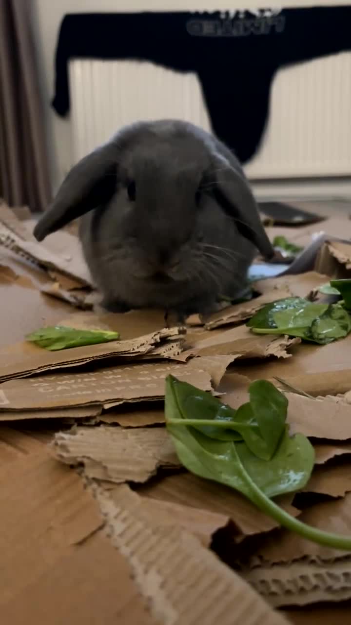 Mini Lop rabbits for sale: Mini lop male rabbit for sale  - Video 1