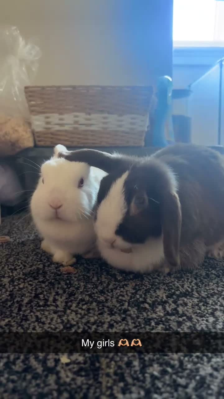 Netherland Dwarf rabbits for sale: Autumn and buttercup  - Video 1