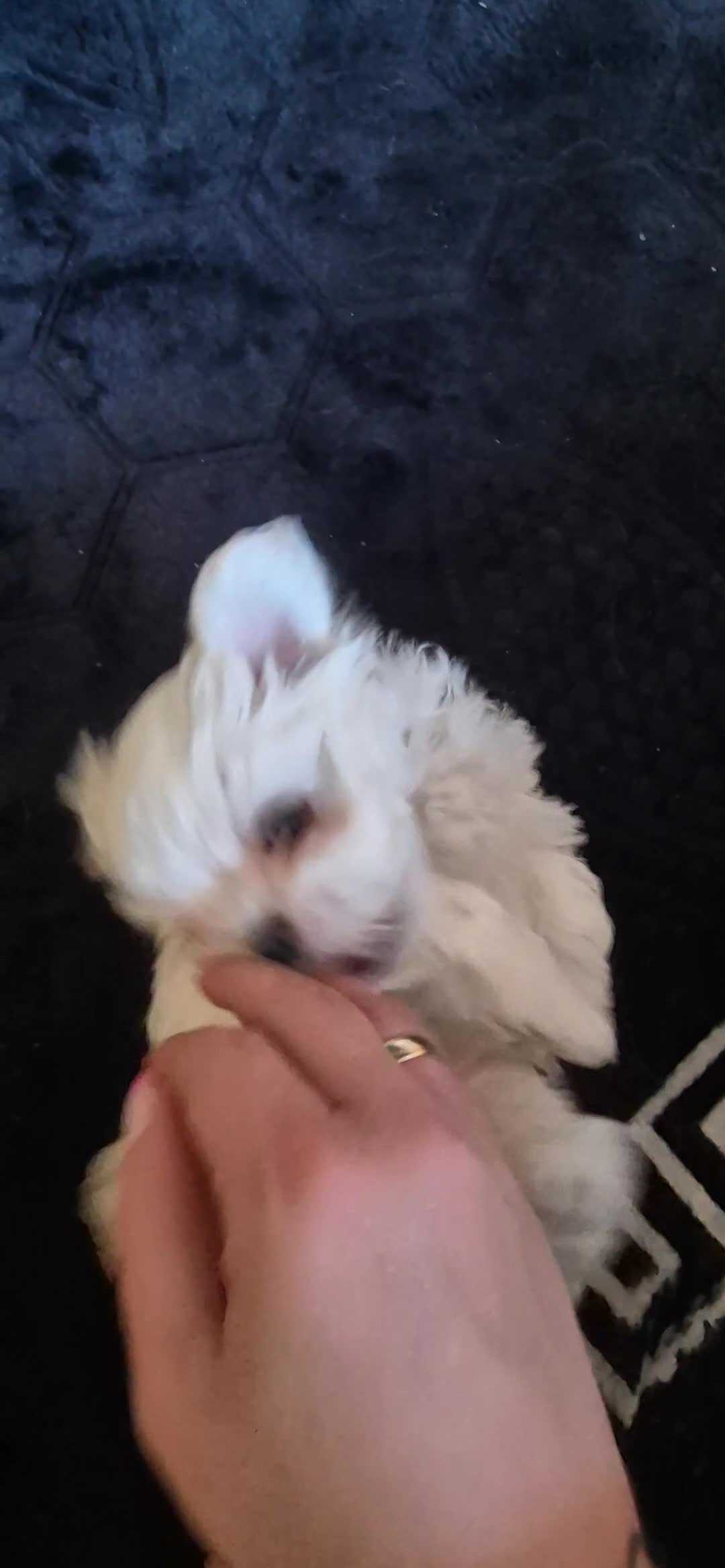 Maltese dogs for sale: Maltese kc registered two beautiful boys  - Video 1