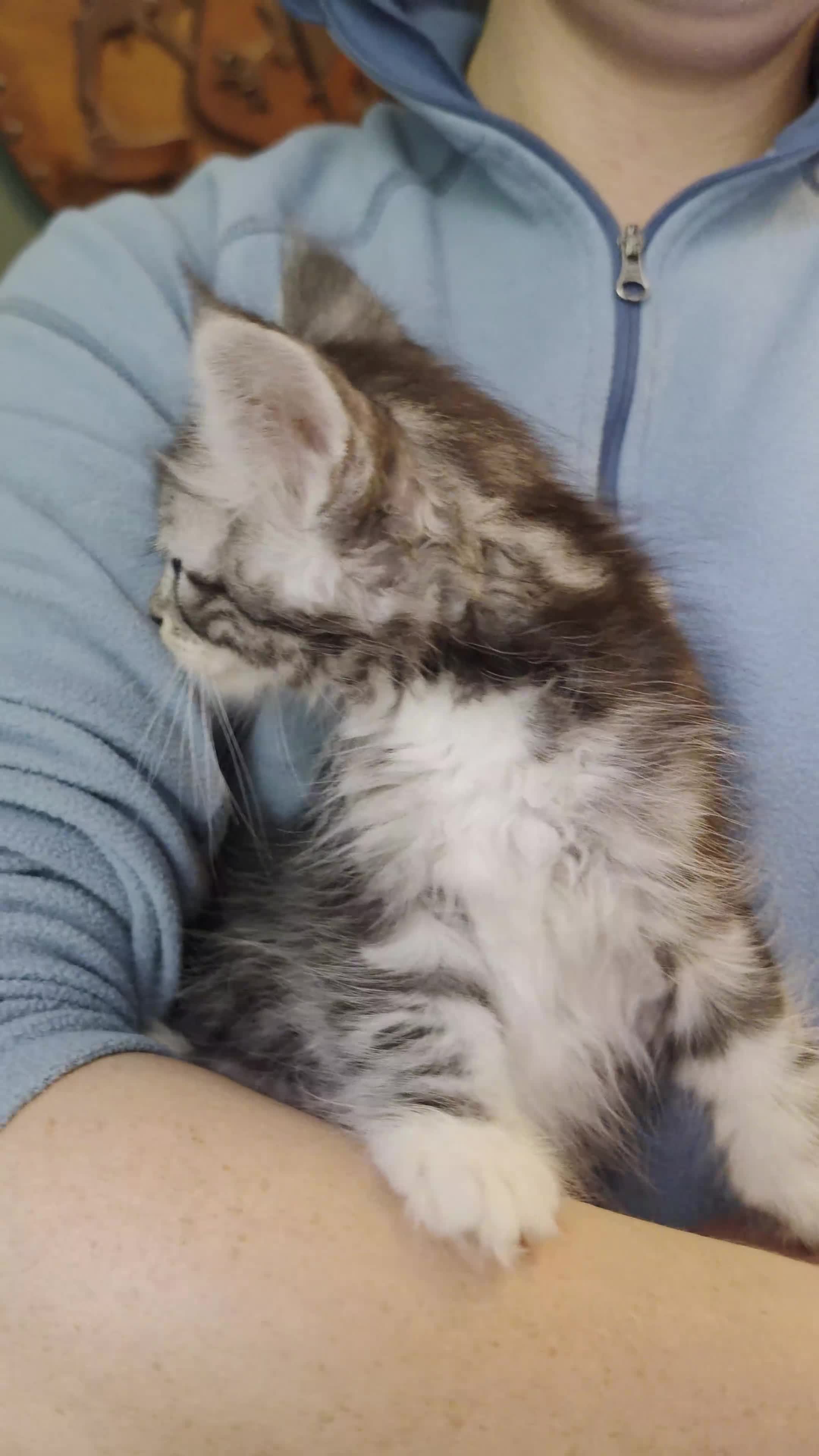 Maine Coon cats for sale: Maine Coon Kittens for Sale - Video 2