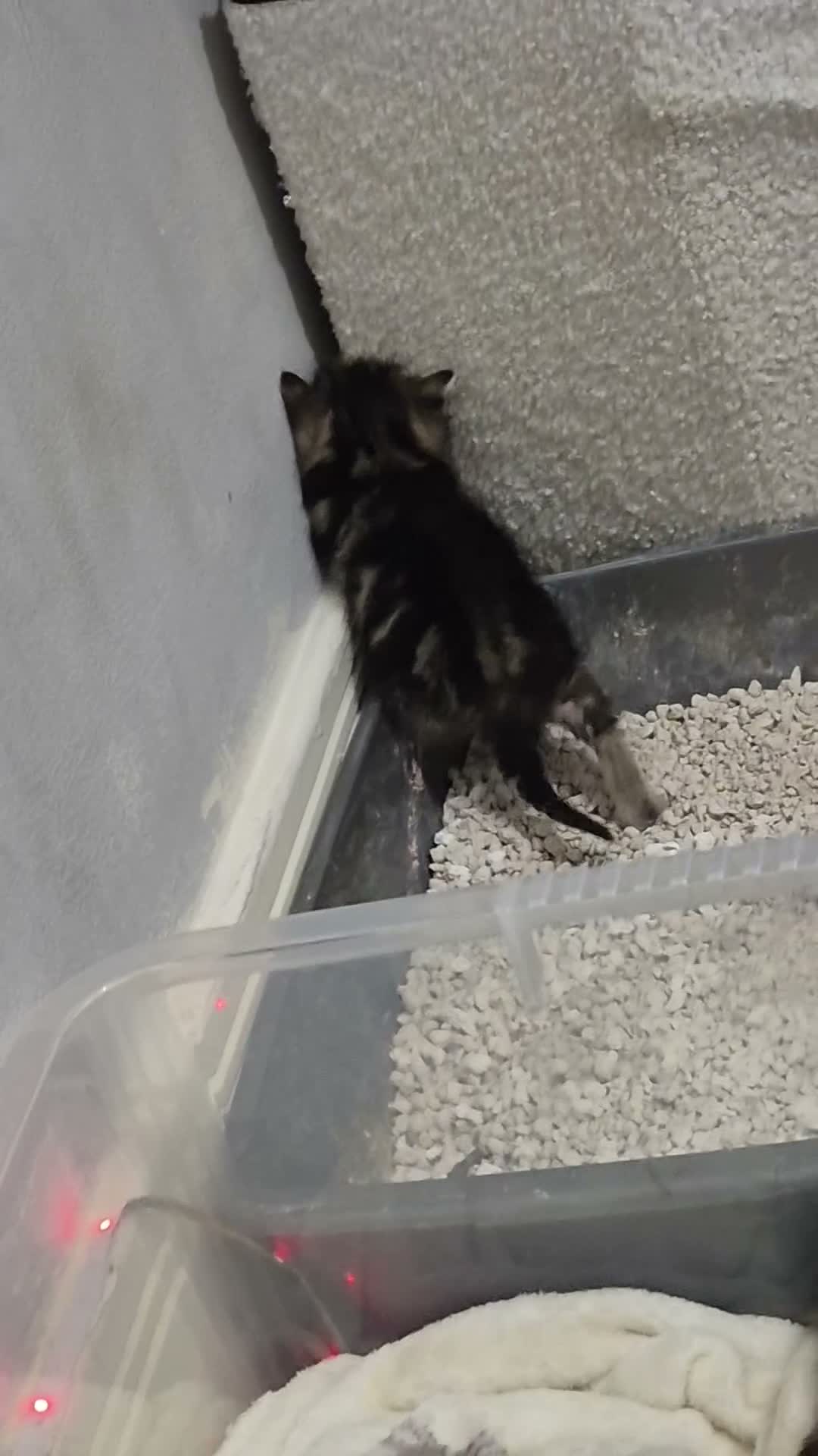 Mixed Breed cats for sale: One kittens available to go on the 26th of October - Video 2
