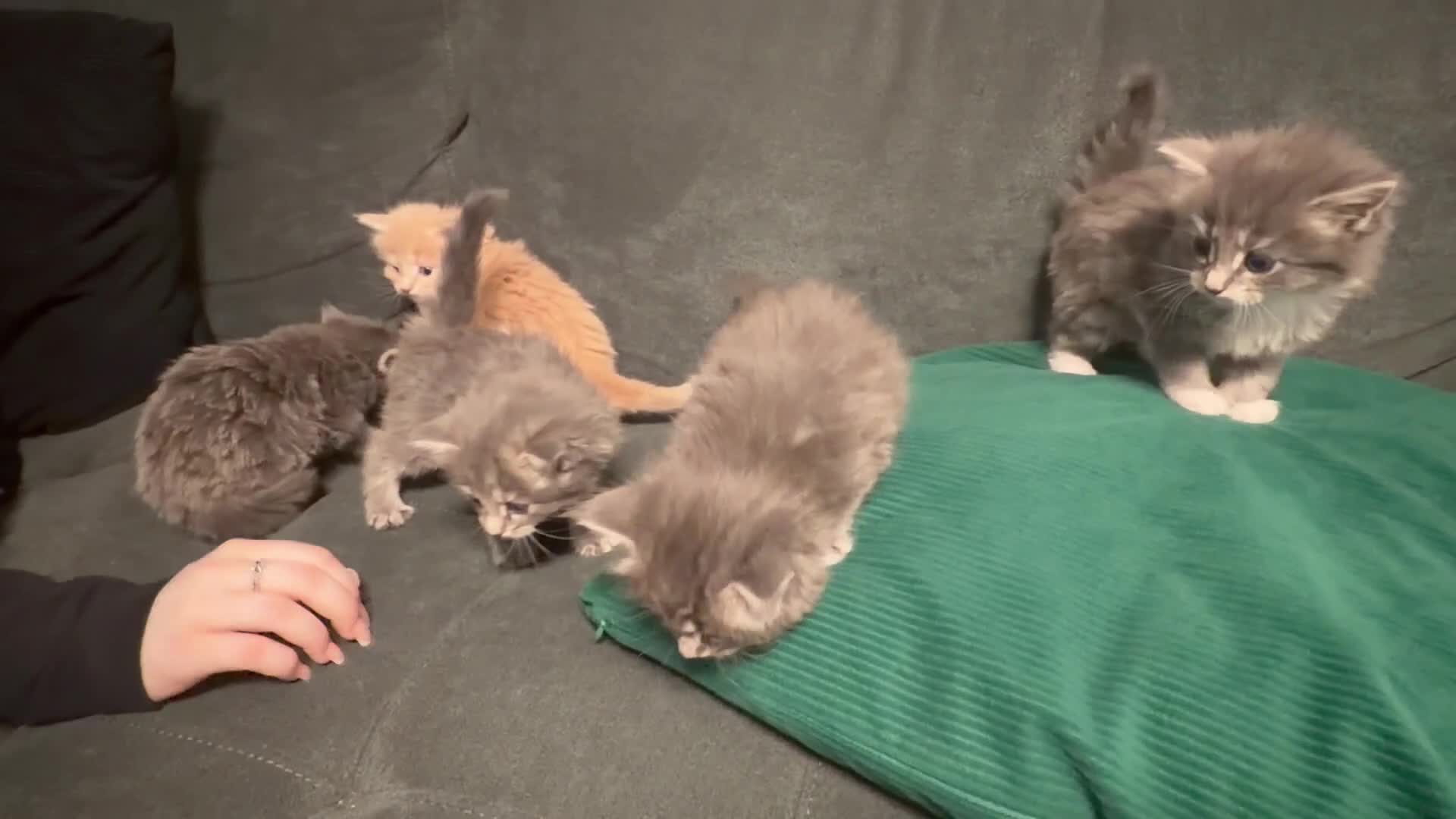 Mixed Breed cats for sale: Maine coon/Scottish fold cross - Video 2