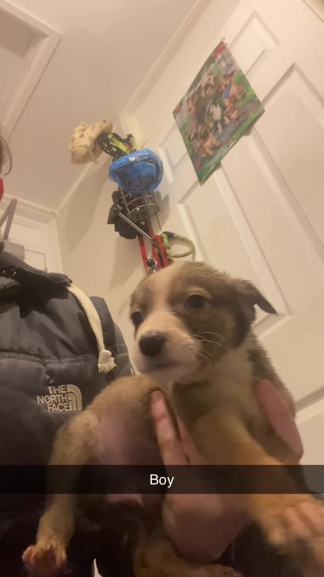 Mixed Breed dogs for sale: Whippet x  greyhound puppies - Video 1