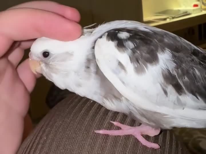 Cockatiels birds for sale: Baby Cockatiel for sale - £200 - Video 2