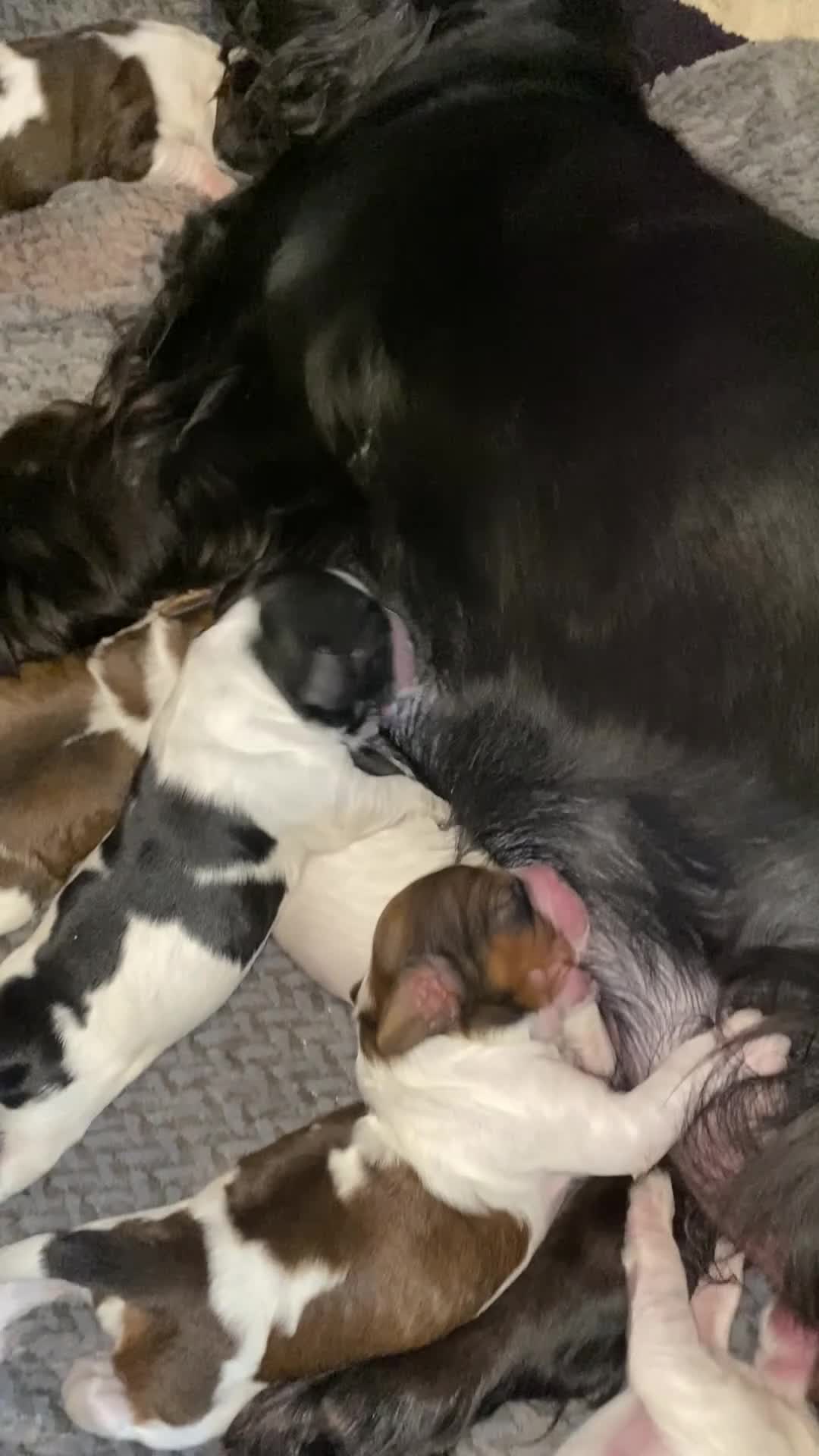 Cockapoo dogs for sale: Cockerpoo pups  - Video 1