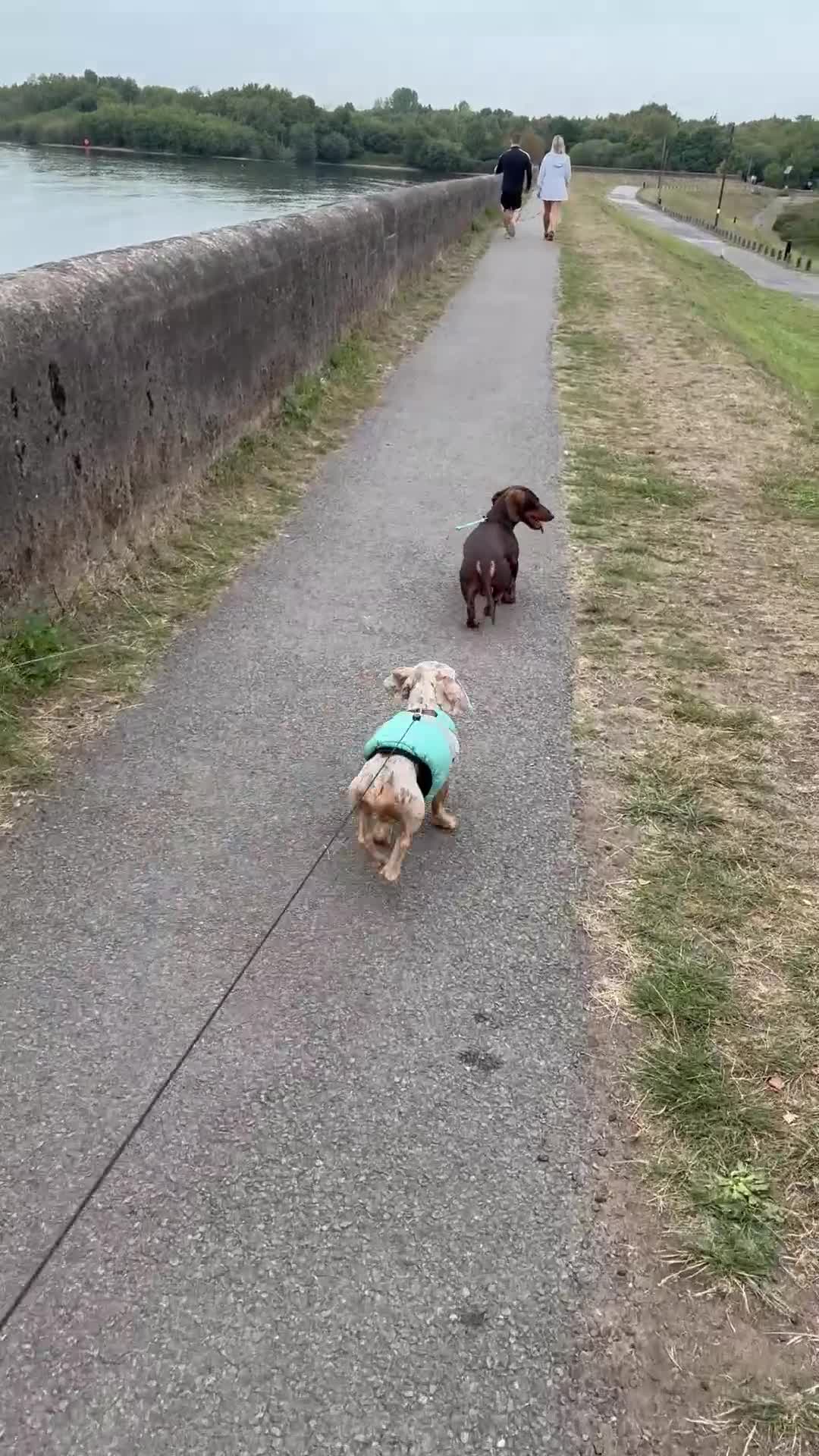 Miniature Dachshund dogs for sale: Miniature isabella tan dapple smooth dachshund  - Video 1