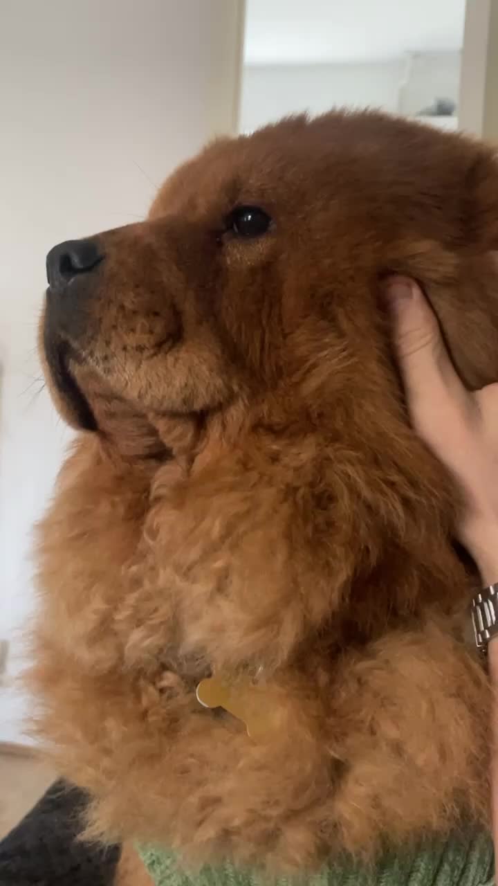 Chow Chow dogs for sale: Beautiful Lily & Lexi – Heartbreaking Rehome  - Video 3