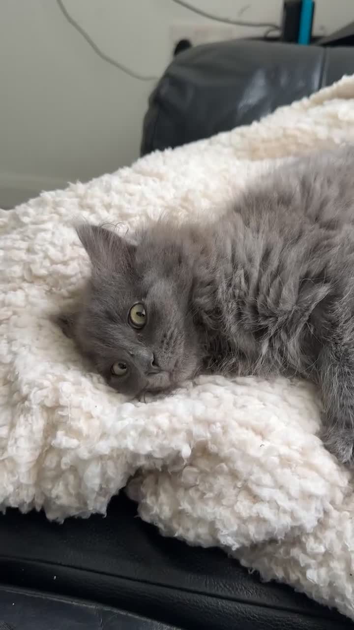 Mixed Breed cats for sale: Kitten for sale - Video 1