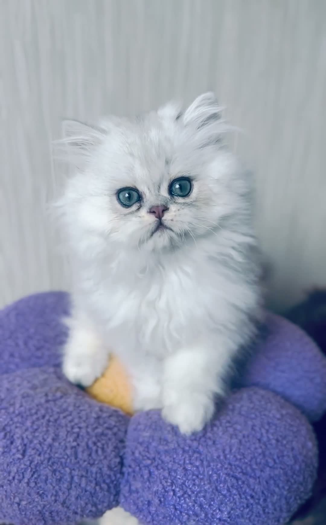 Persian cats for sale: Exeptionally Beautiful Chinchilla Persians - Video 1