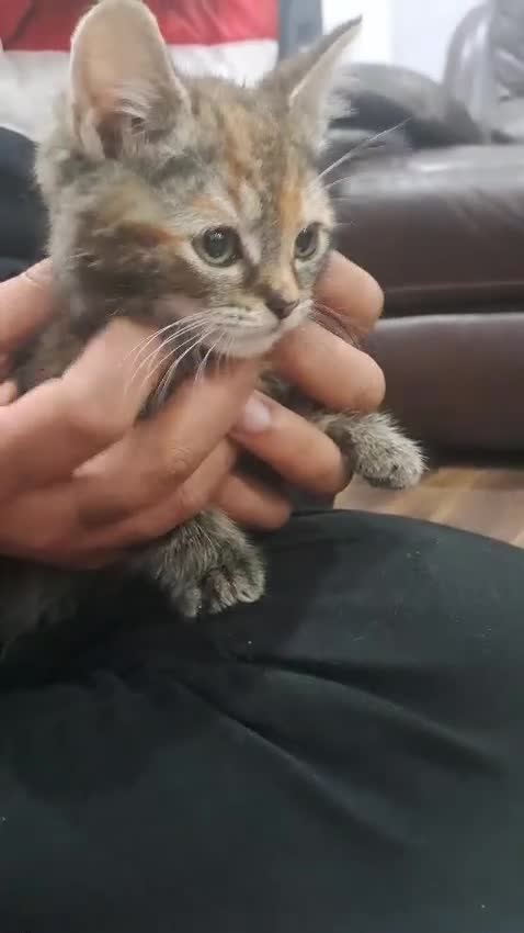 American Shorthair cats for sale: Female shorthair 3 months old - Video 1