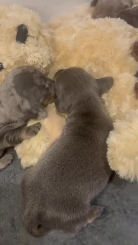 Dachshund dogs for sale: Dachshund Puppies for sale  - Video 1