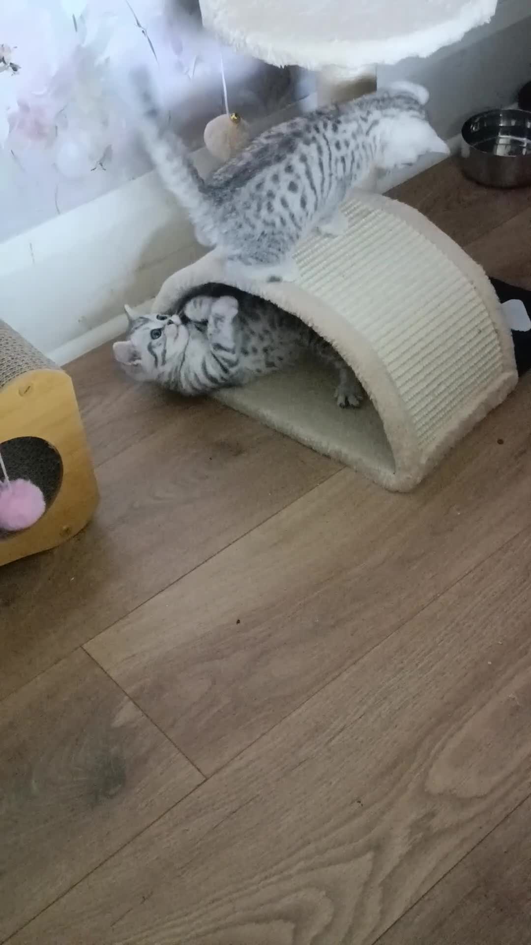 British Shorthair cats for sale: Purebred British Shorthair kittens  - Video 3
