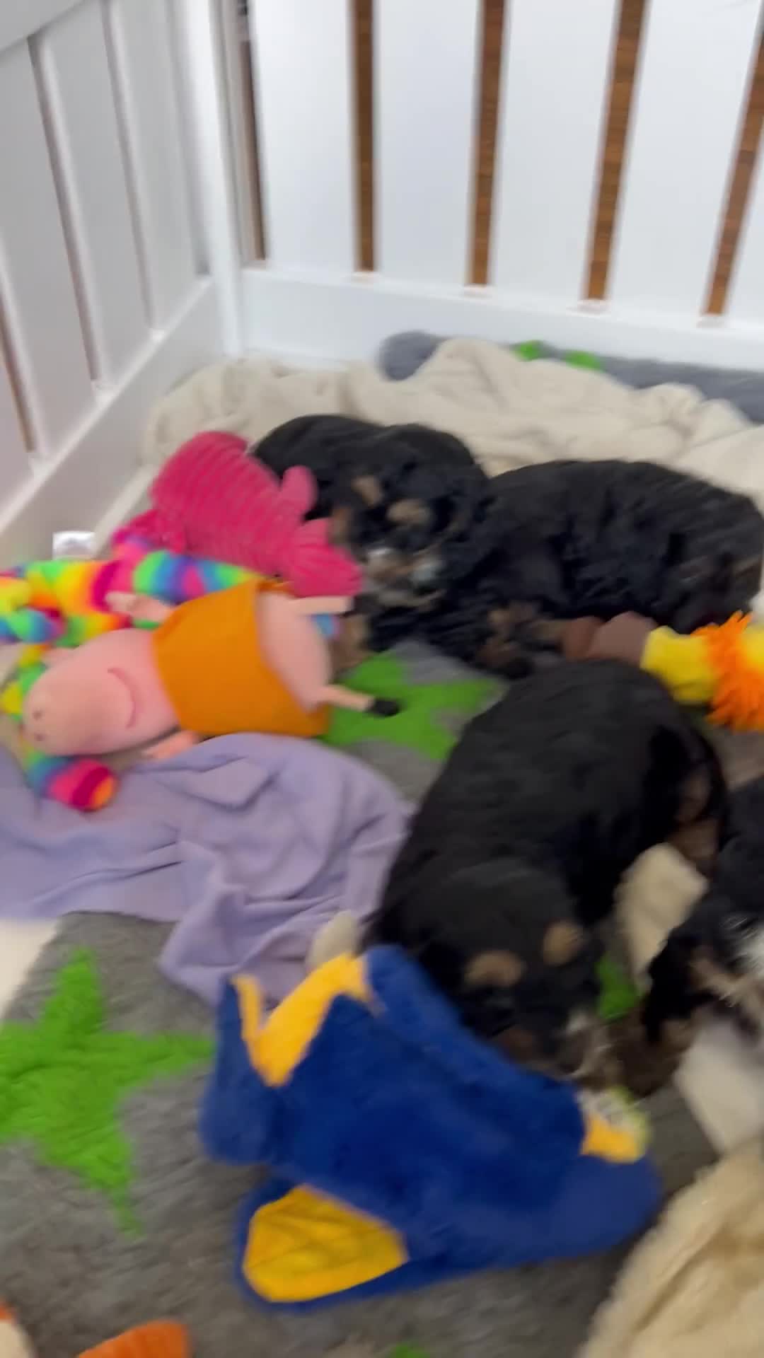 Cockapoo dogs for sale: F1 cockapoos 1 boy still available  - Video 1
