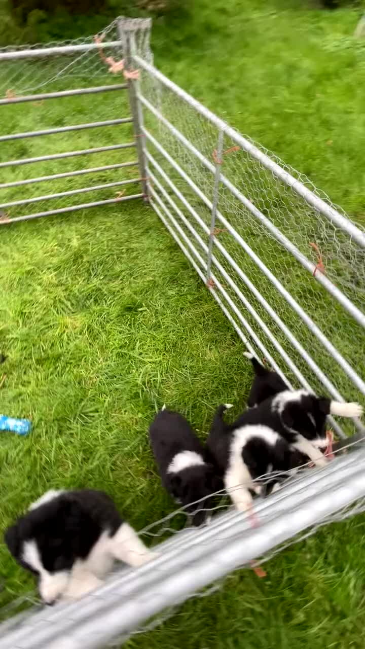 Border Collie dogs for sale: Border Collie Pups for sale  - Video 1