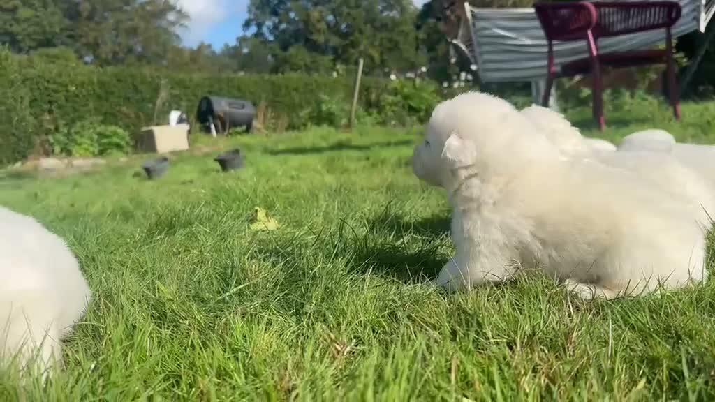 Maremma Sheepdog dogs for sale: A Rare Opportunity to Welcome a Maremma Sheepdog - Video 3