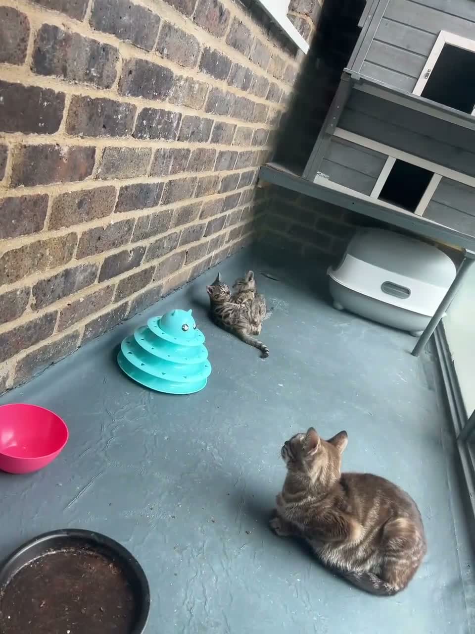 Bengal cats for sale: Pure bengal kittens - Video 1