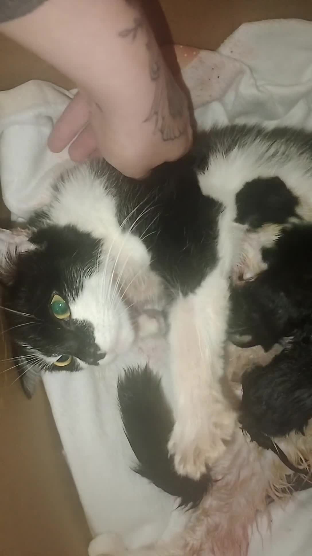 Mixed Breed cats for sale: Beautiful mixed litter for reservation  - Video 1