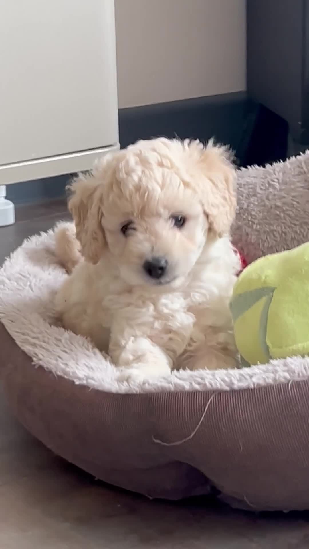 Cockapoo dogs for sale: Blonde beauties, ready to leave Sunday 💎🌸 - Video 3