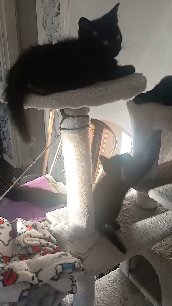 Mixed Breed cats for sale: Six beautiful kittys ready for their new homes  - Video 2